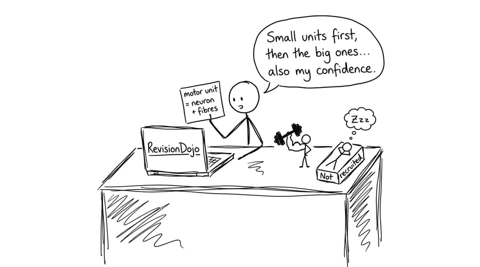 RevisionDojo study desk joke about size principle