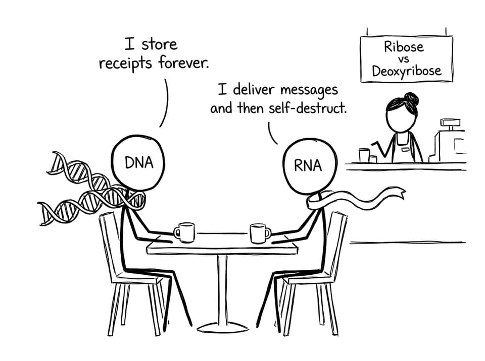 DNA vs RNA cafe joke