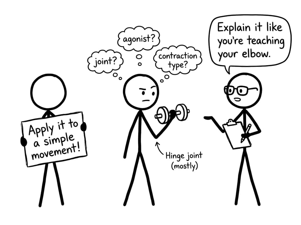 A student tries to explain a bicep curl like teaching their elbow
