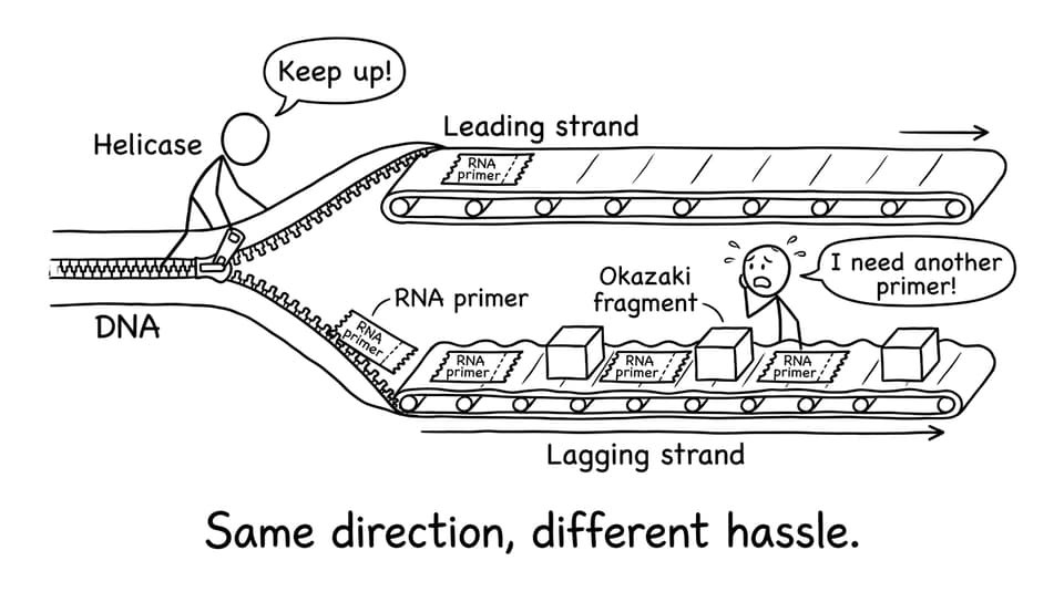 Leading vs lagging conveyor belts comic