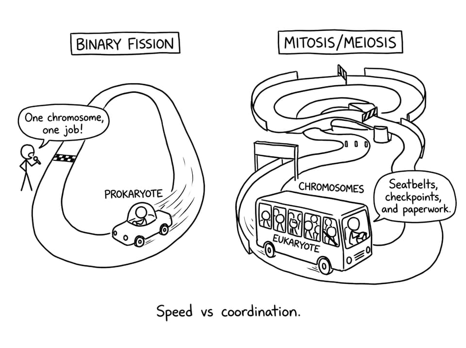 Binary fission vs mitosis race tracks comic