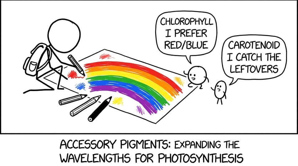 Pigments arguing over the rainbow