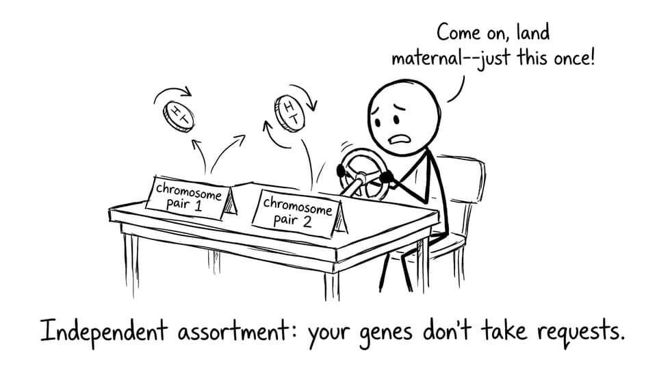 Independent assortment coin flip joke