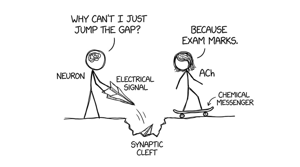 Electrical signal tries to cross the synaptic cleft
