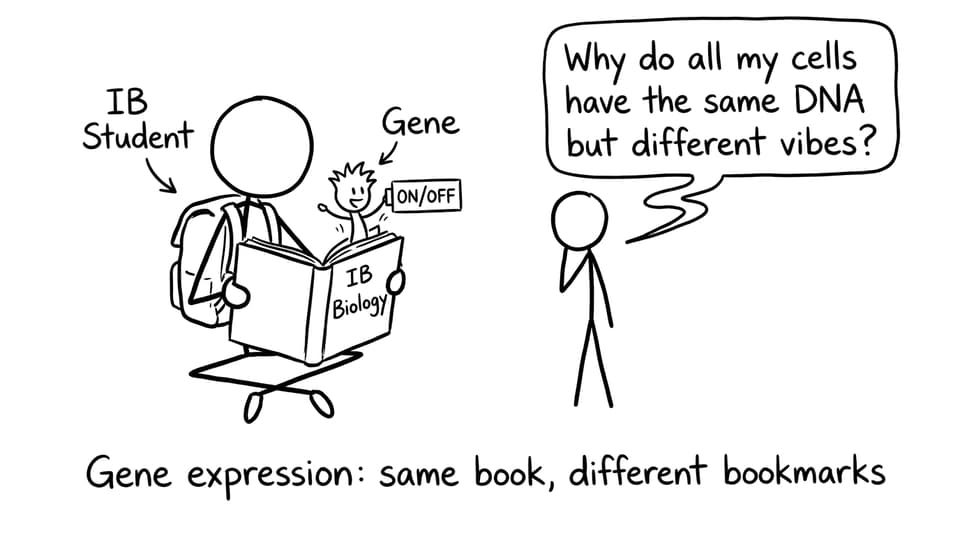 IB Biology gene expression comic: same DNA, different vibes