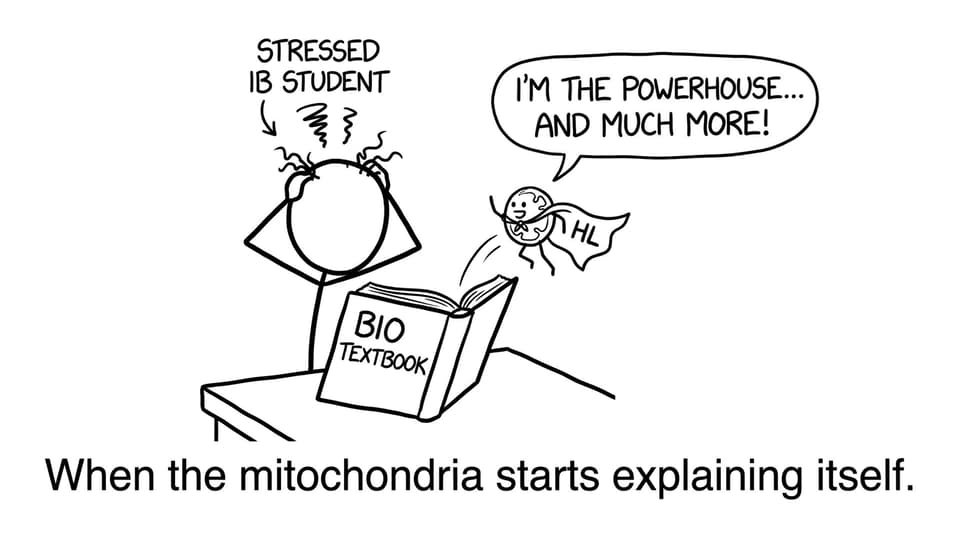 A tiny HL mitochondrion explains itself