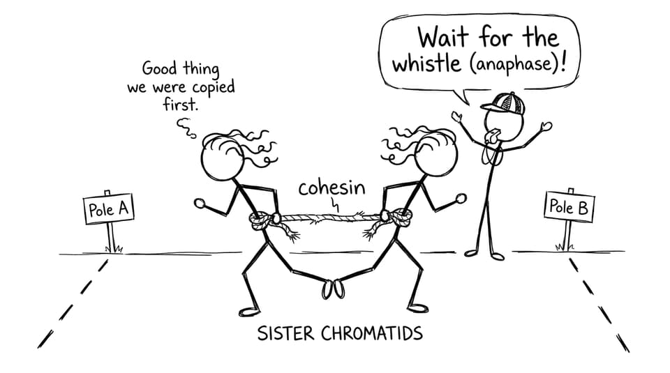 Comic: sister chromatids three-legged race