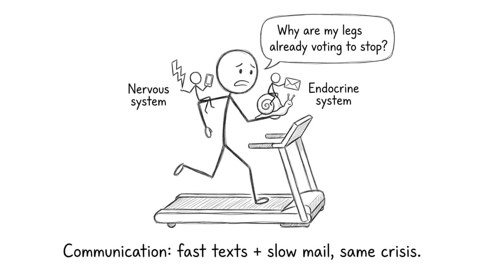 IB SEHS nervous vs endocrine comic