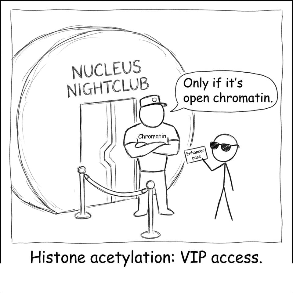 Chromatin as a nightclub bouncer joke