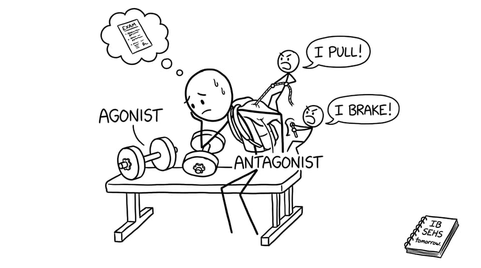 IB student vs. arguing muscles