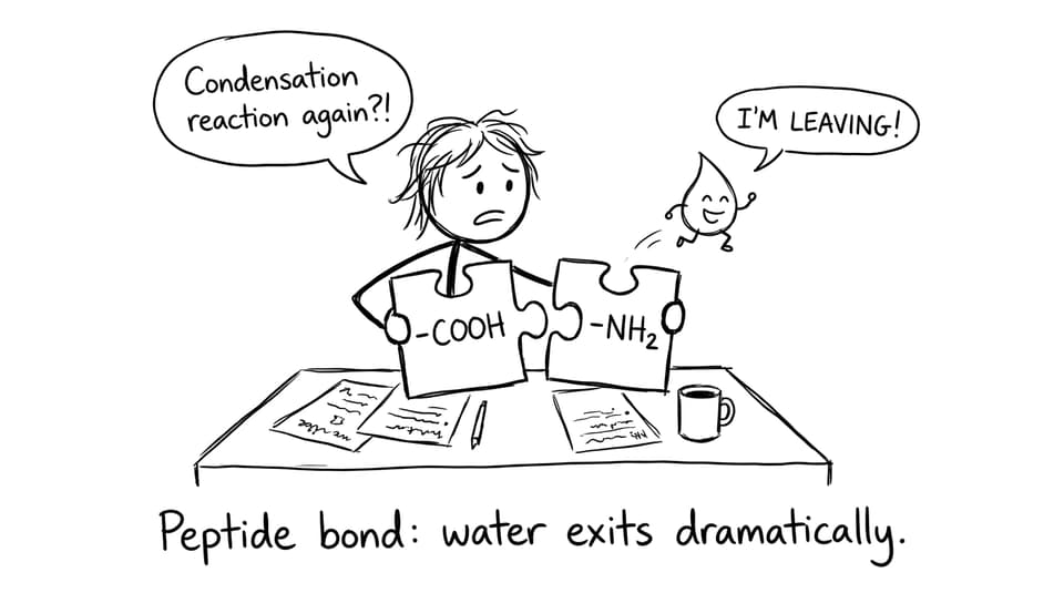 A stressed student watches water leave during peptide bond formation