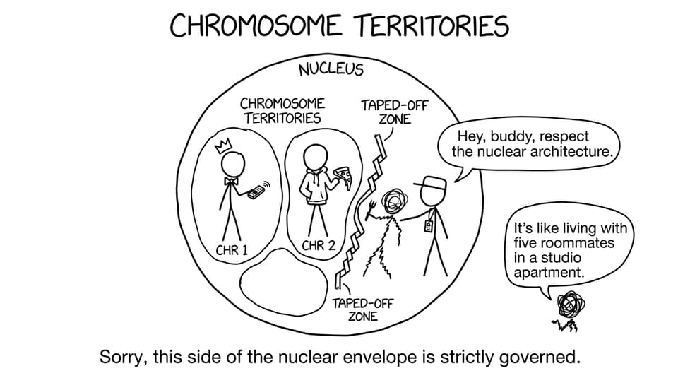 Chromosome roommates and territory lines