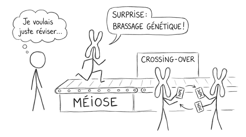 Méiose, crossing-over et surprises