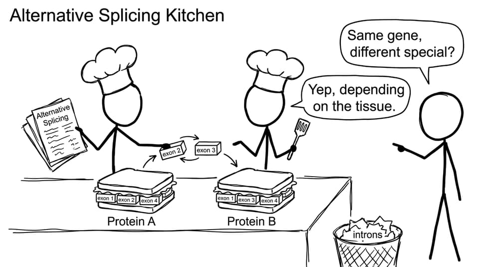 Alternative splicing as a sandwich shop special