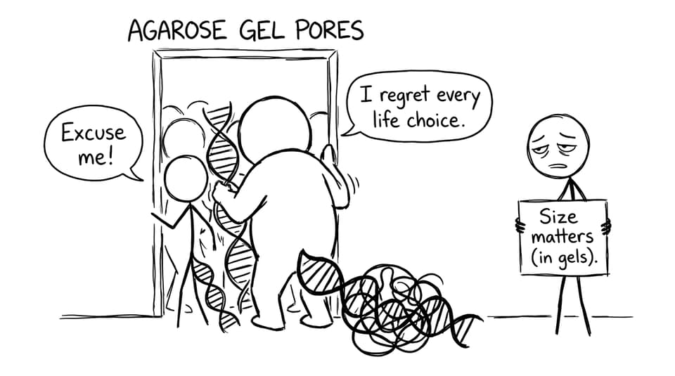 DNA fragments attempt to fit through agarose pores.
