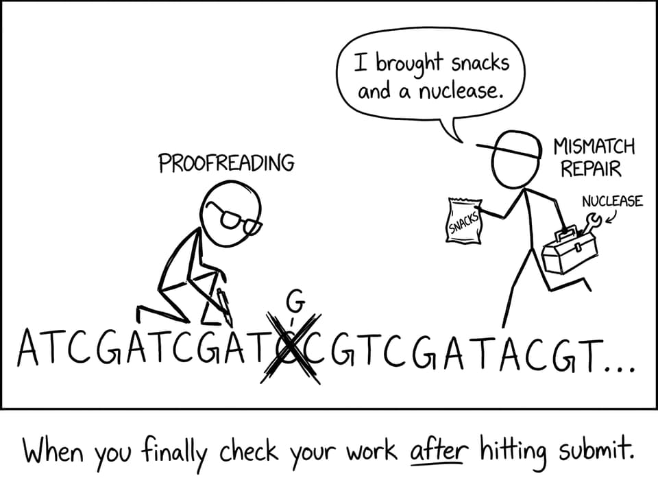 Proofreading editor vs mismatch repair with snacks