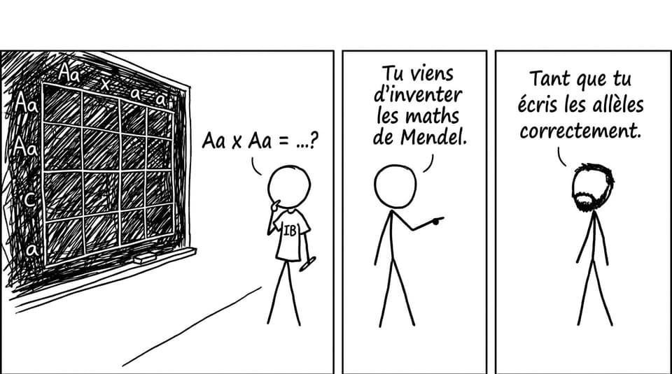 Carré de Punnett et stress IB