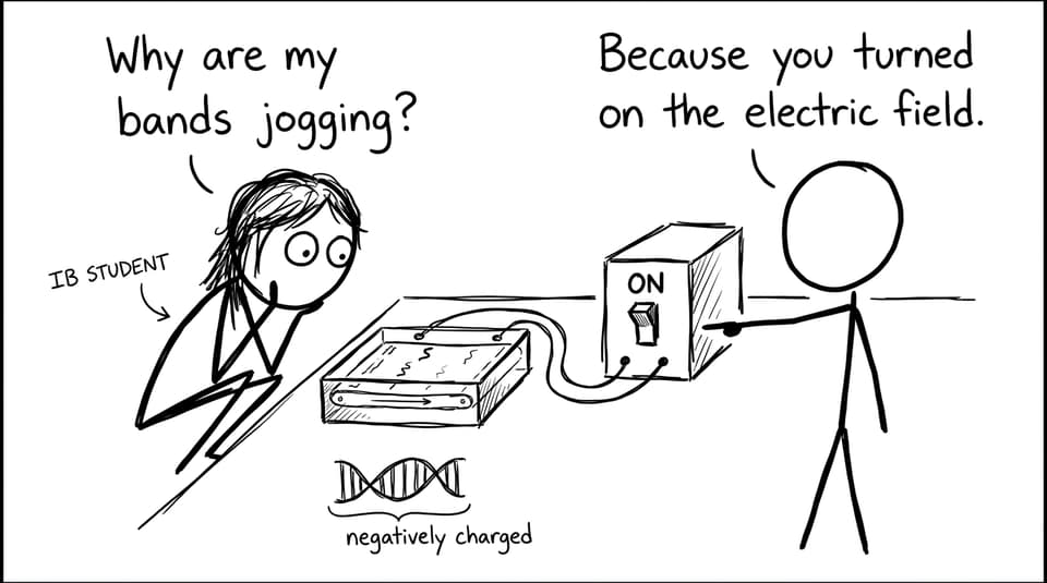 An IB student discovers DNA bands have cardio.