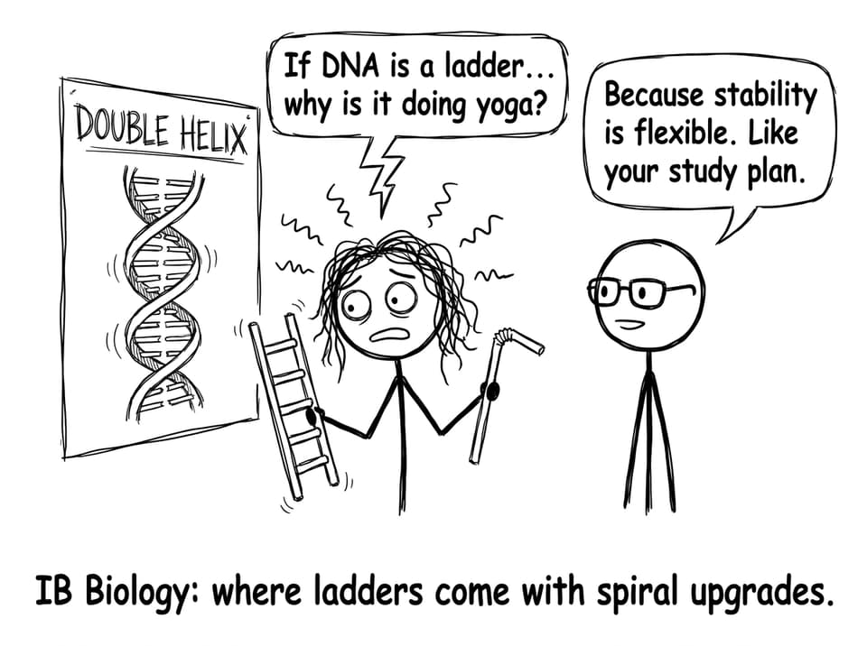 IB Biology DNA ladder doing yoga