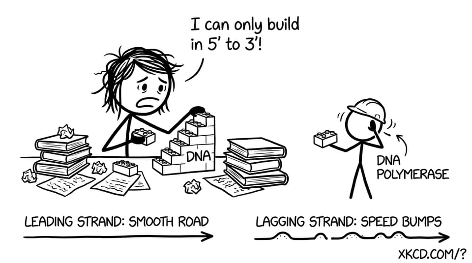 A stressed IB student builds DNA the wrong way