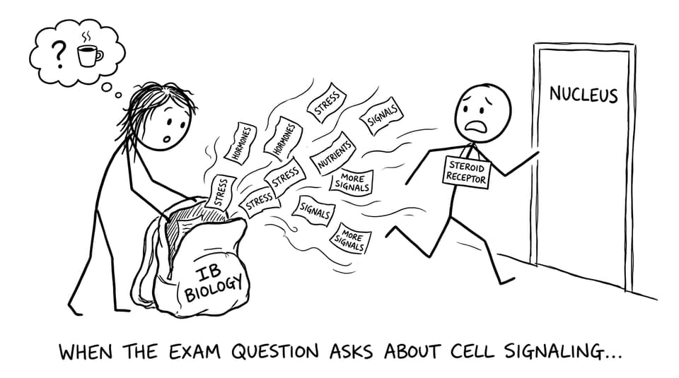 Signals flying out of an IB Biology backpack chasing a transcription factor to the nucleus