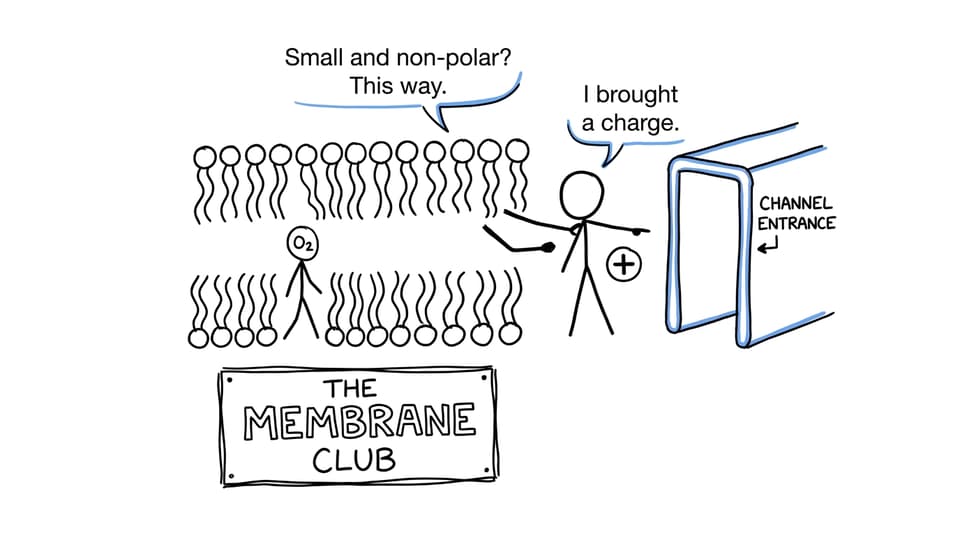 cell membrane nightclub controlling entry