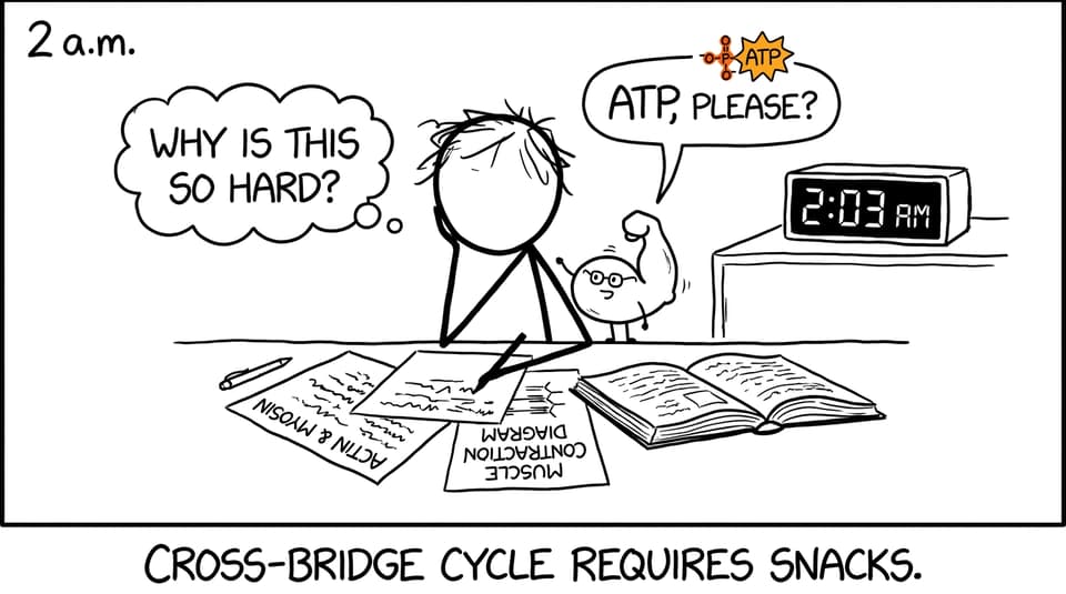 IB student asking a bicep for ATP