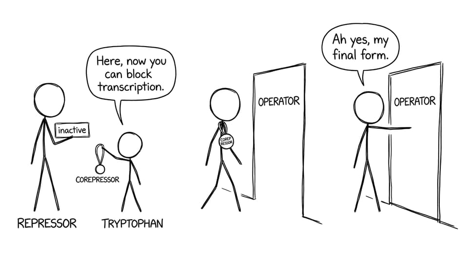 Corepressor gives repressor its "final form" joke