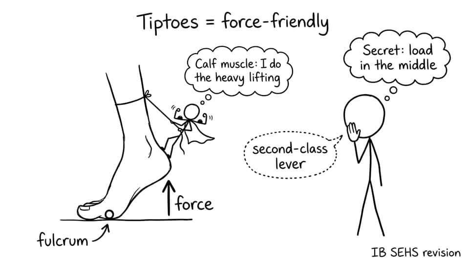 Tiptoes lever with superhero calf