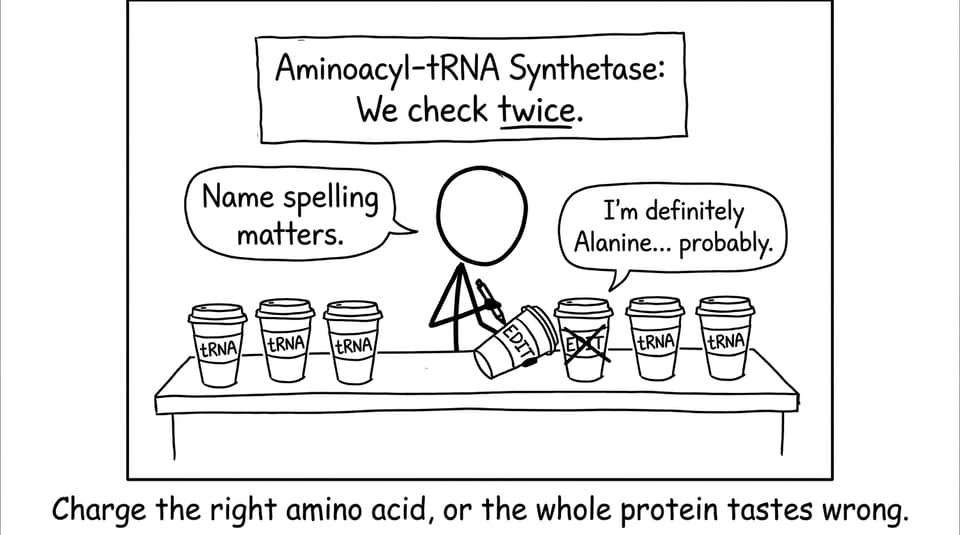 Aminoacyl-tRNA synthetase as a barista checking labels twice
