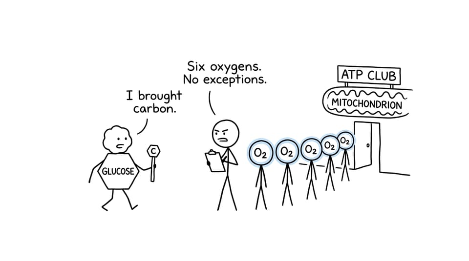 A glucose character negotiates entry to the ATP Club with six oxygen guests