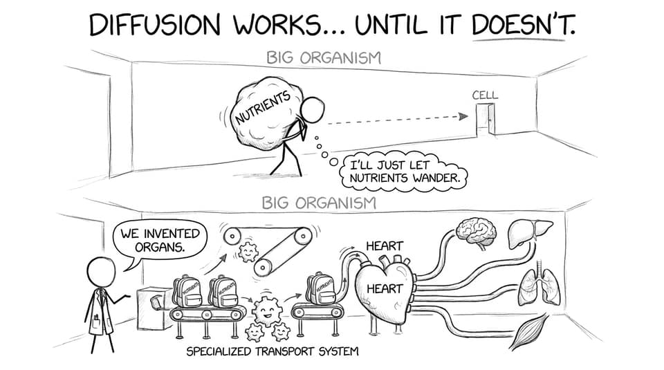 Diffusion vs specialized transport joke