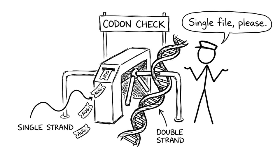 Codon check turnstile joke: single strand passes, double strand stuck