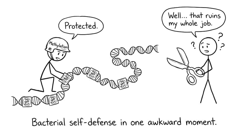 Bacterium using methylation as “do not cut” stickers