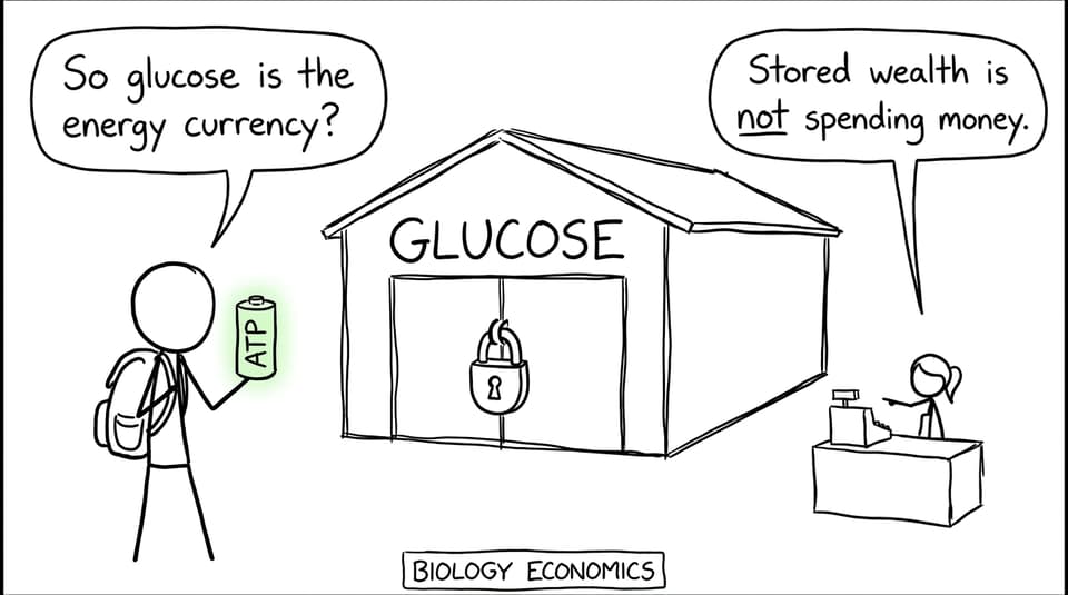 A student confusing stored glucose energy with spendable ATP