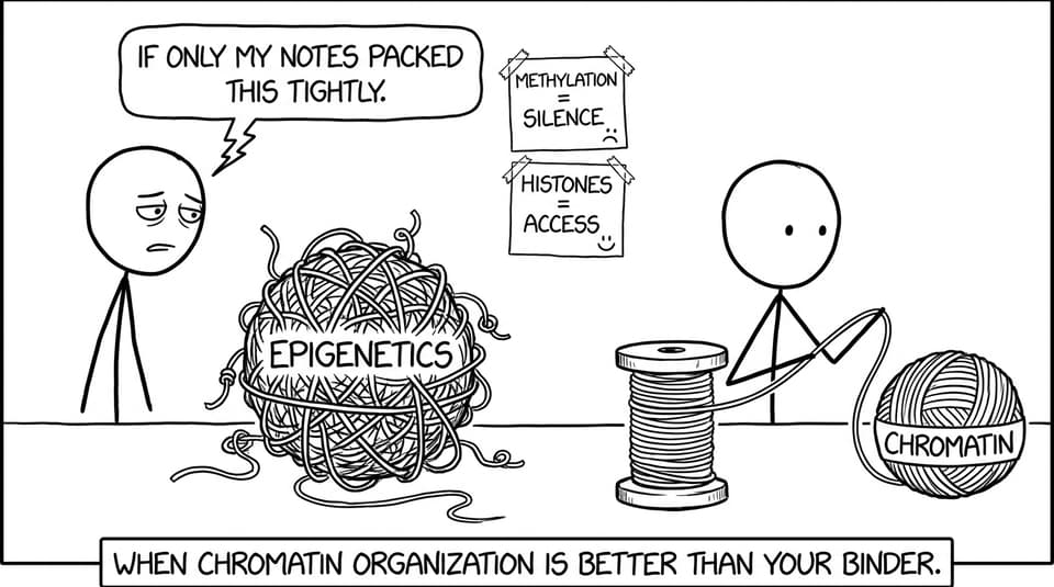 Epigenetics yarn comic
