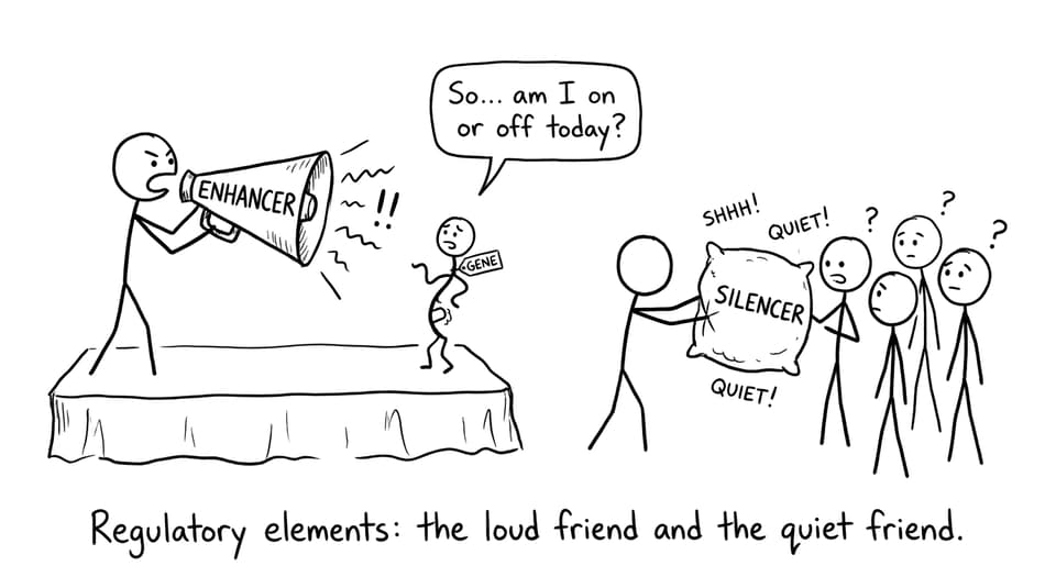 Regulatory elements: the loud friend and the quiet friend