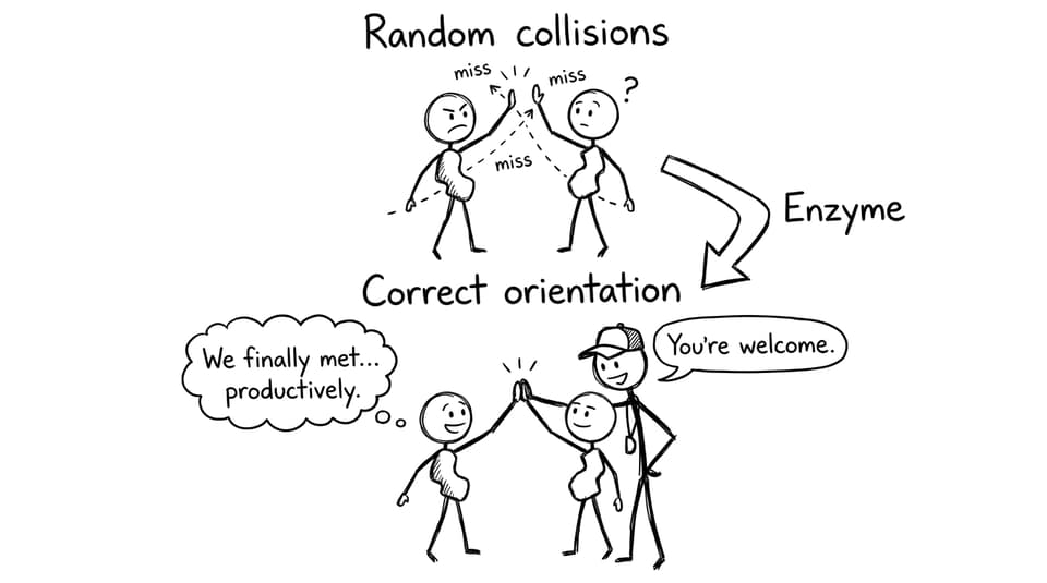 Comic: substrates missing high-five until enzyme coaches them