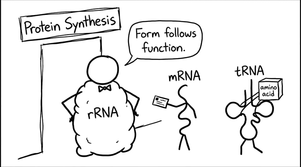Ribosome bouncer: mRNA tRNA rRNA at protein synthesis club