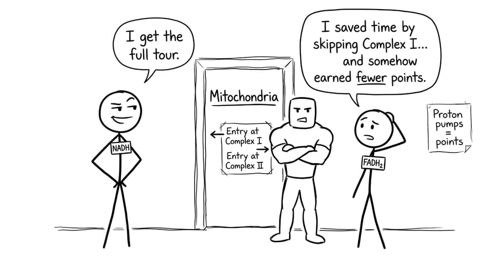Complex I vs Complex II nightclub comic