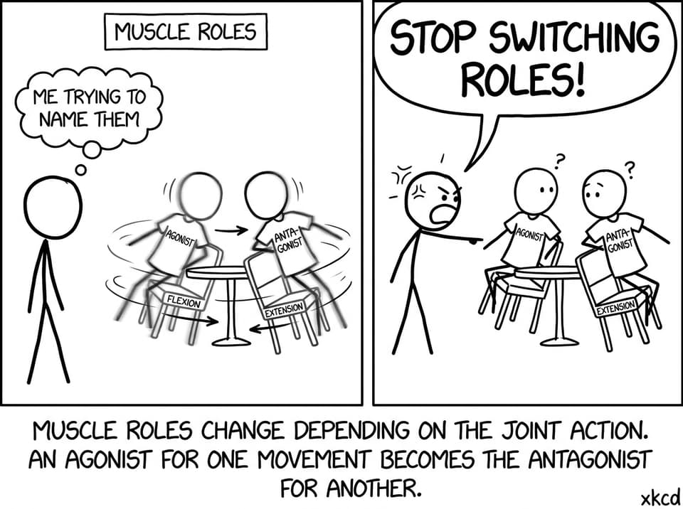 Muscles swapping roles like musical chairs
