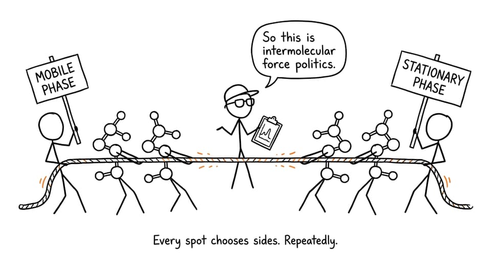 Three molecules negotiate their competing attractions to the mobile and stationary phases