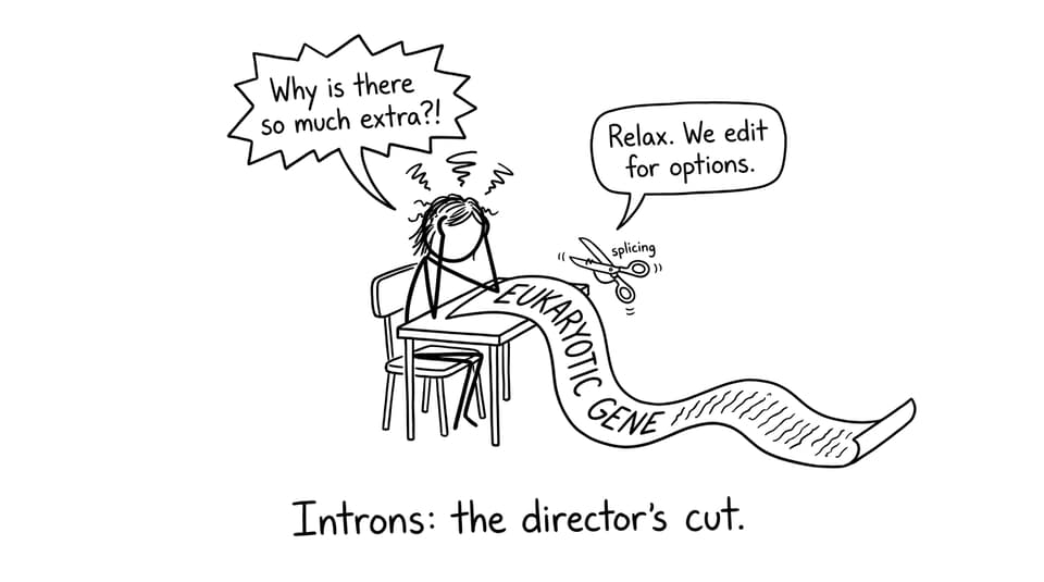 Introns: the director's cut.