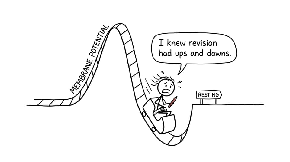 An IB Biology student riding the unexpected ups and downs of membrane potential
