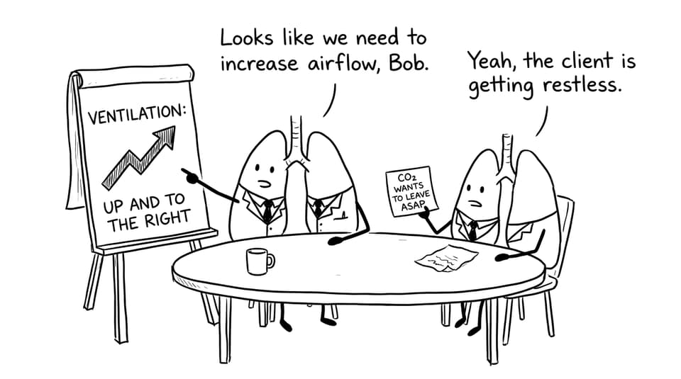 Lungs in a meeting