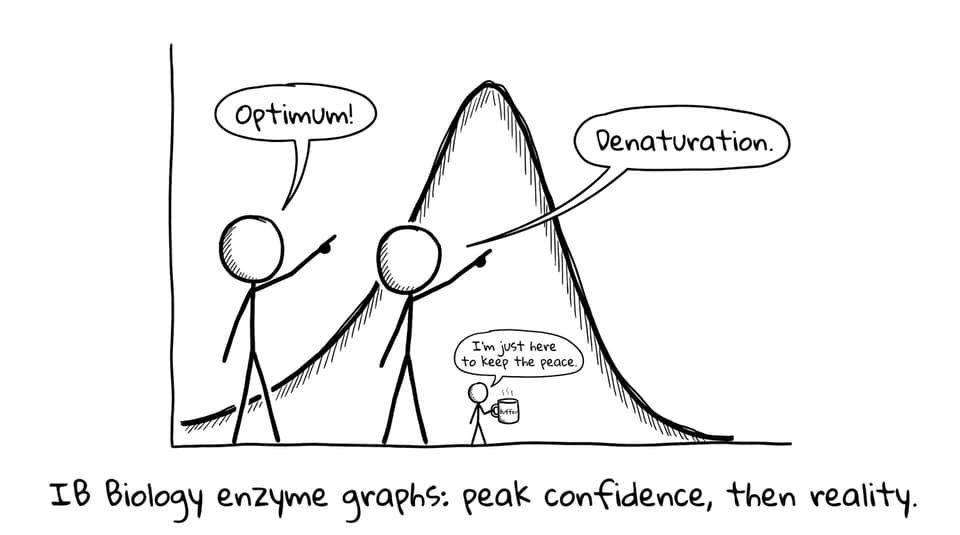 IB Biology enzyme graph peak then reality