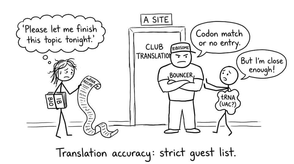 A ribosome as a picky bouncer at the A site