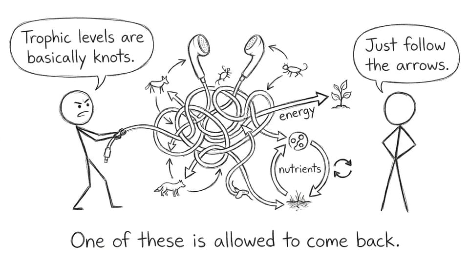 Food webs as tangled earphones