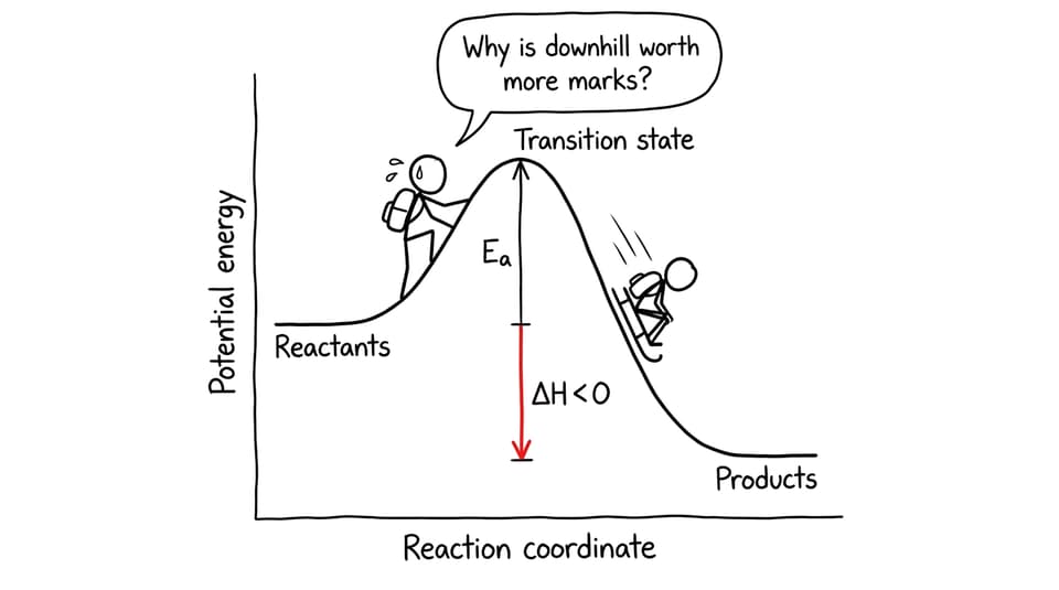 Humorous exothermic energy profile showing activation energy and negative enthalpy change