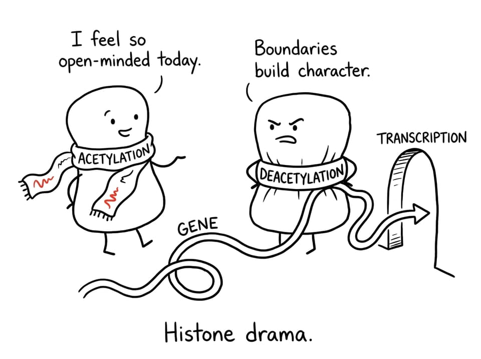 Histone drama: acetylation vs deacetylation